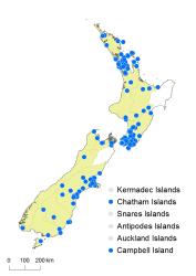 Cardamine hirsuta distribution map based on databased records at AK, CHR, OTA & WELT.
 Image: K.Boardman © Landcare Research 2018 CC BY 4.0